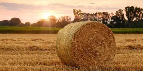 Liebeskummer verarbeiten