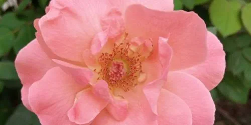 Erotik und Sex sind selten geworden?