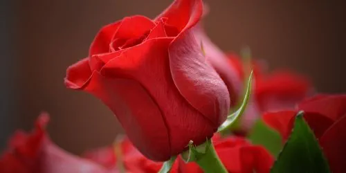 Neue Heirat – wieder heiraten nach der Trennung